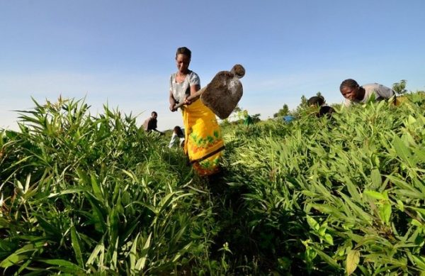 Smallholder-farmer-in-East-Africa-672x445